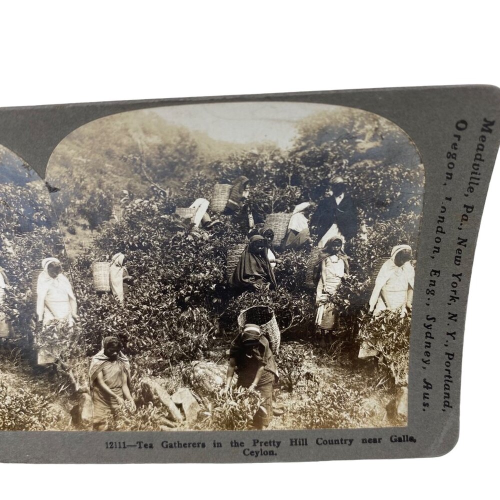 Antique 1901 Stereoview Photo Card Tea Gatherers Galle Ceylon Hill Country - Picture 4 of 9